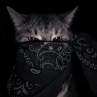 Outlaw Whisker: Bandana Cat