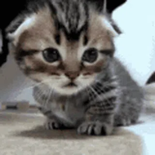 Blinking Kitten: Aesthetic Gaze