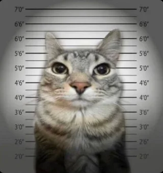 Felonious Feline: Cat Mugshot