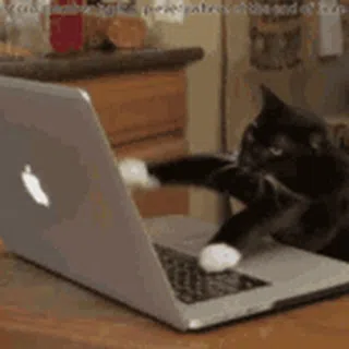 Hacker Cat: Turbo Typing