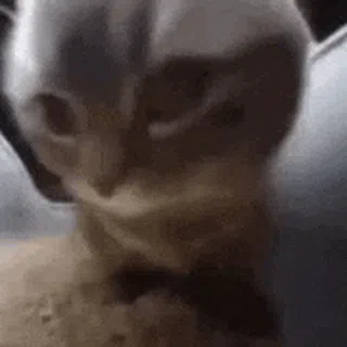 Chipi Chapa: Spinning Rhythm Cat