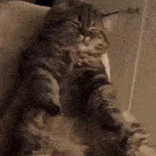 Cozy Loaf: Peaceful Purr Cat