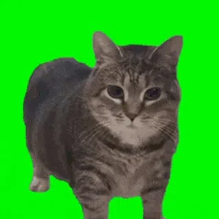 Maxwell: 3D Spinning Cat
